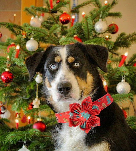 Christmas Dog Collar, Female or Male Dog Collar Flower, Pet Collar Adjustable Dog Collars with Flower for Small Medium Large Dogs